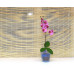 Горшок для орхидей стеклянный  «№3 алебастр  голубой»
