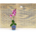 Горшок для орхидей стеклянный  «№3 алебастр  голубой»
