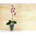 Горшок для орхидей стеклянный  «№4 алебастр  белый»