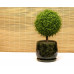 Горшок для цветов керамический с поддоном «Тюльпан №1» зеленый 9л